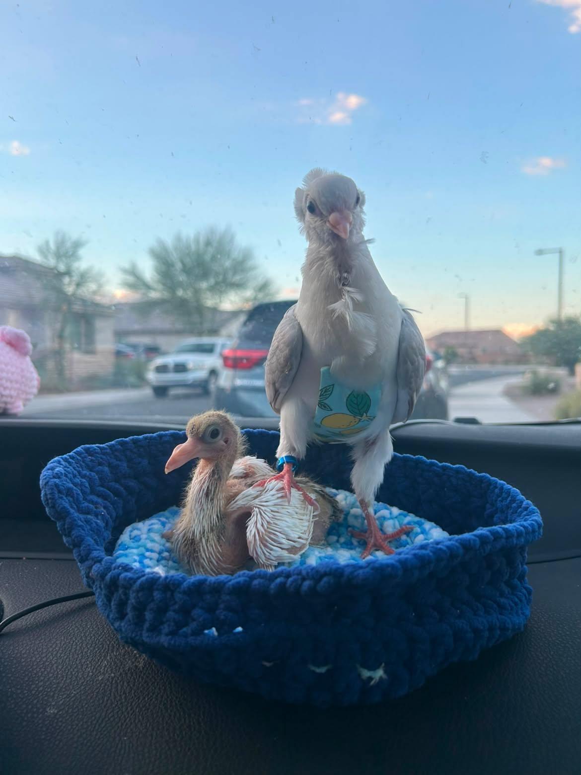 Two young hand-raised pigeons in a crocheted nest on a car dashboard