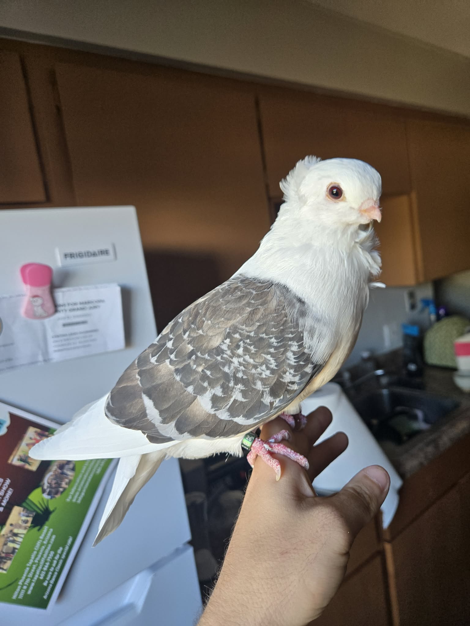 Bonnie the German Owl pigeon