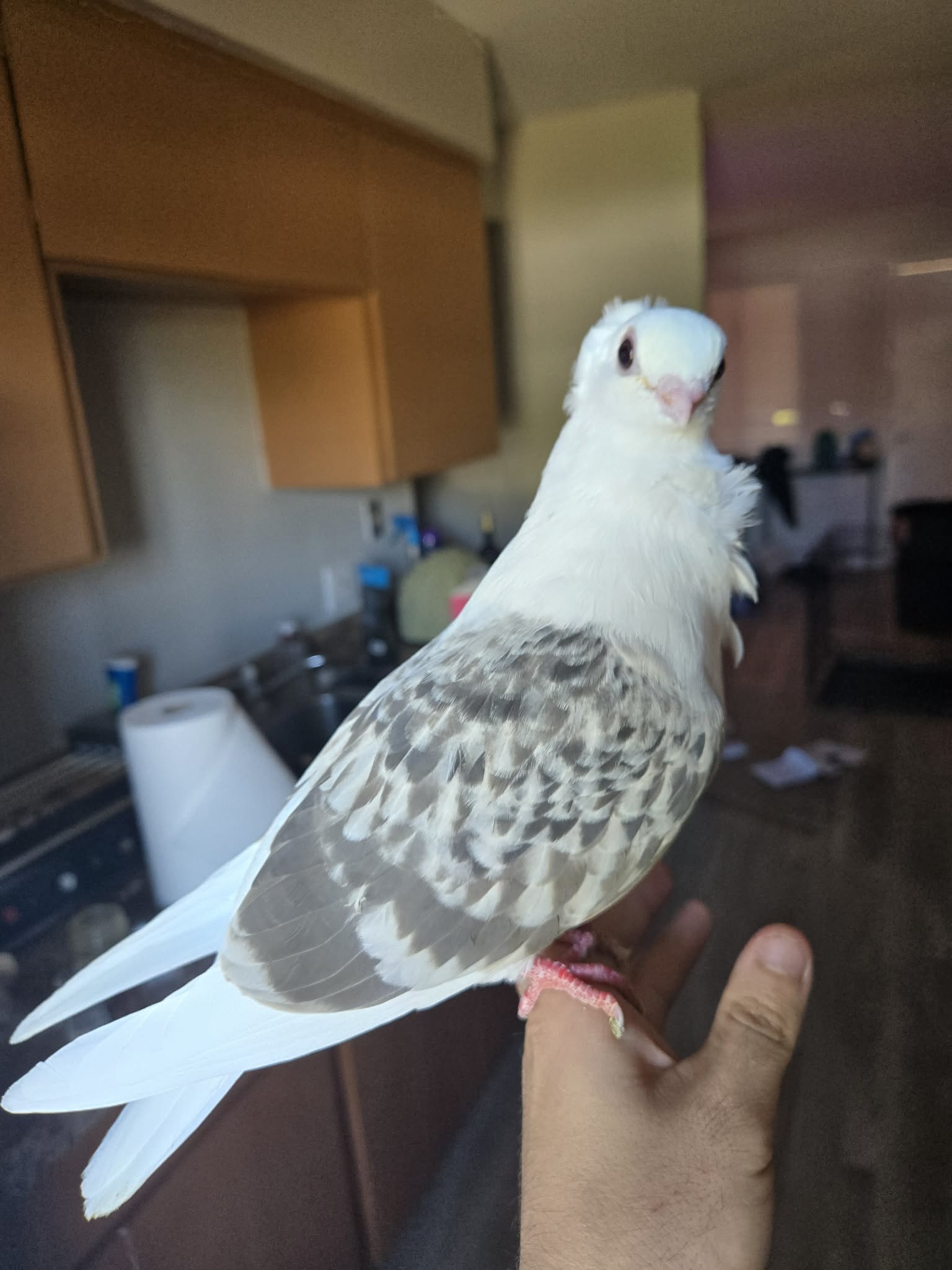 Clyde the German Owl pigeon