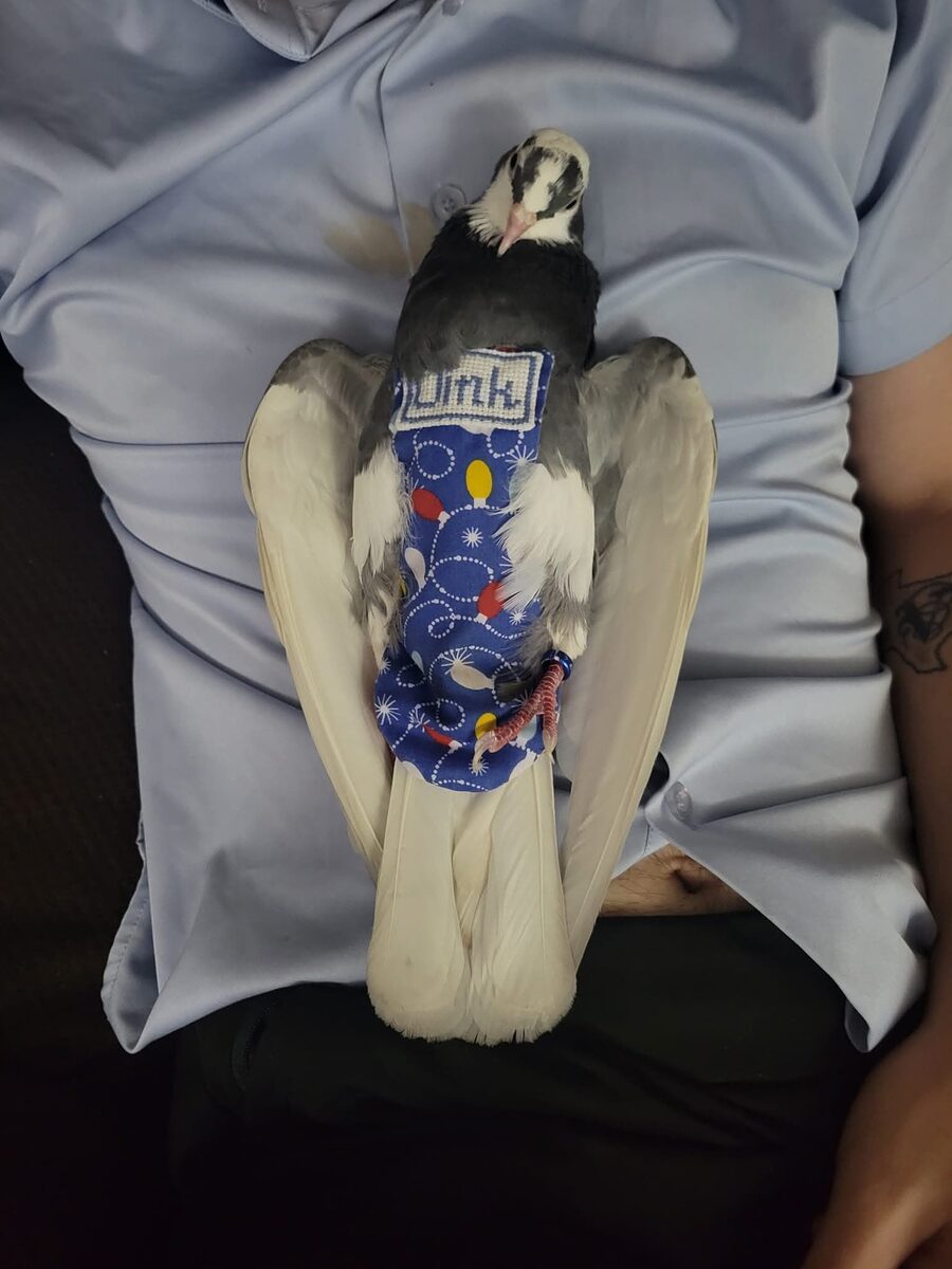 Pigeon wearing a striped holiday diaper