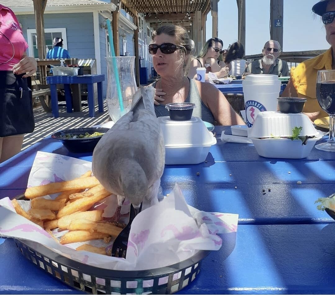 Pigeon eating french fries off a table