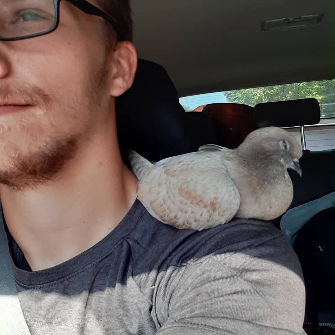 Pigeon resting on a man's shoulder in a car