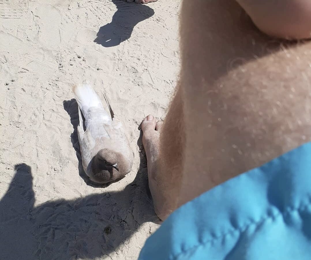 Pigeon standing on sand at the beach
