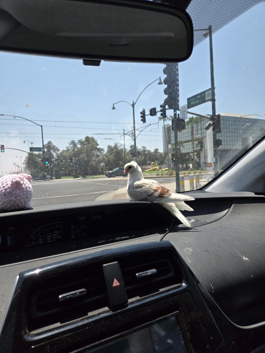 Pigeon perched on a car dashboard