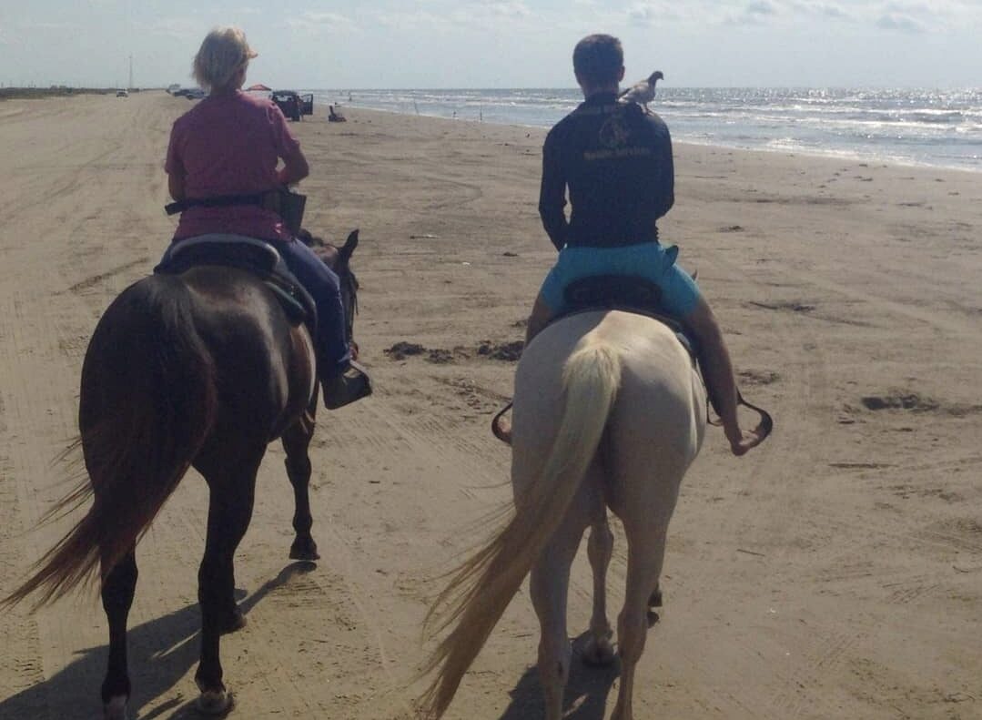 Pigeon riding on a man's shoulder while horseback riding on the beach