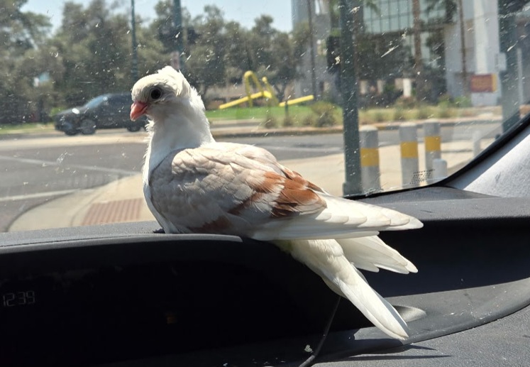 Pigeon perched on a car dashboard