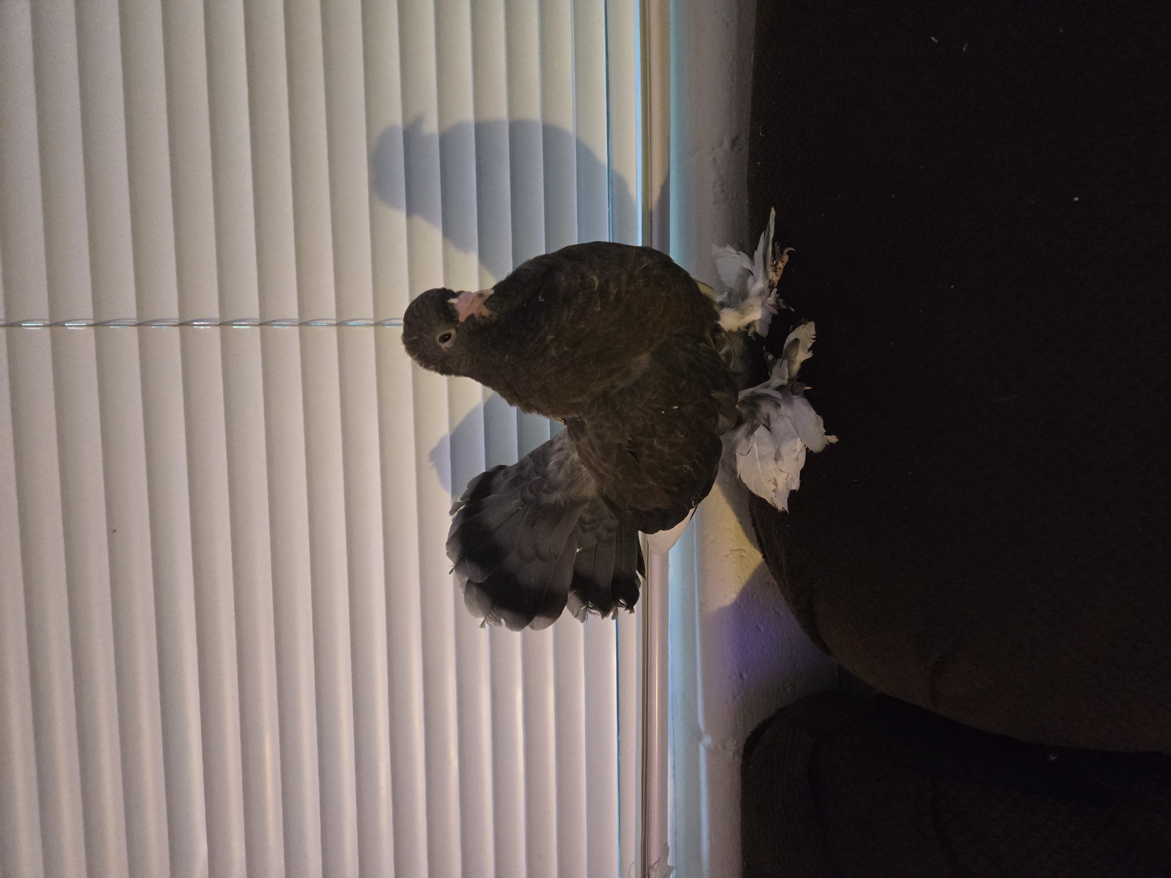 Pigeon perched on the back of a couch by the window blinds