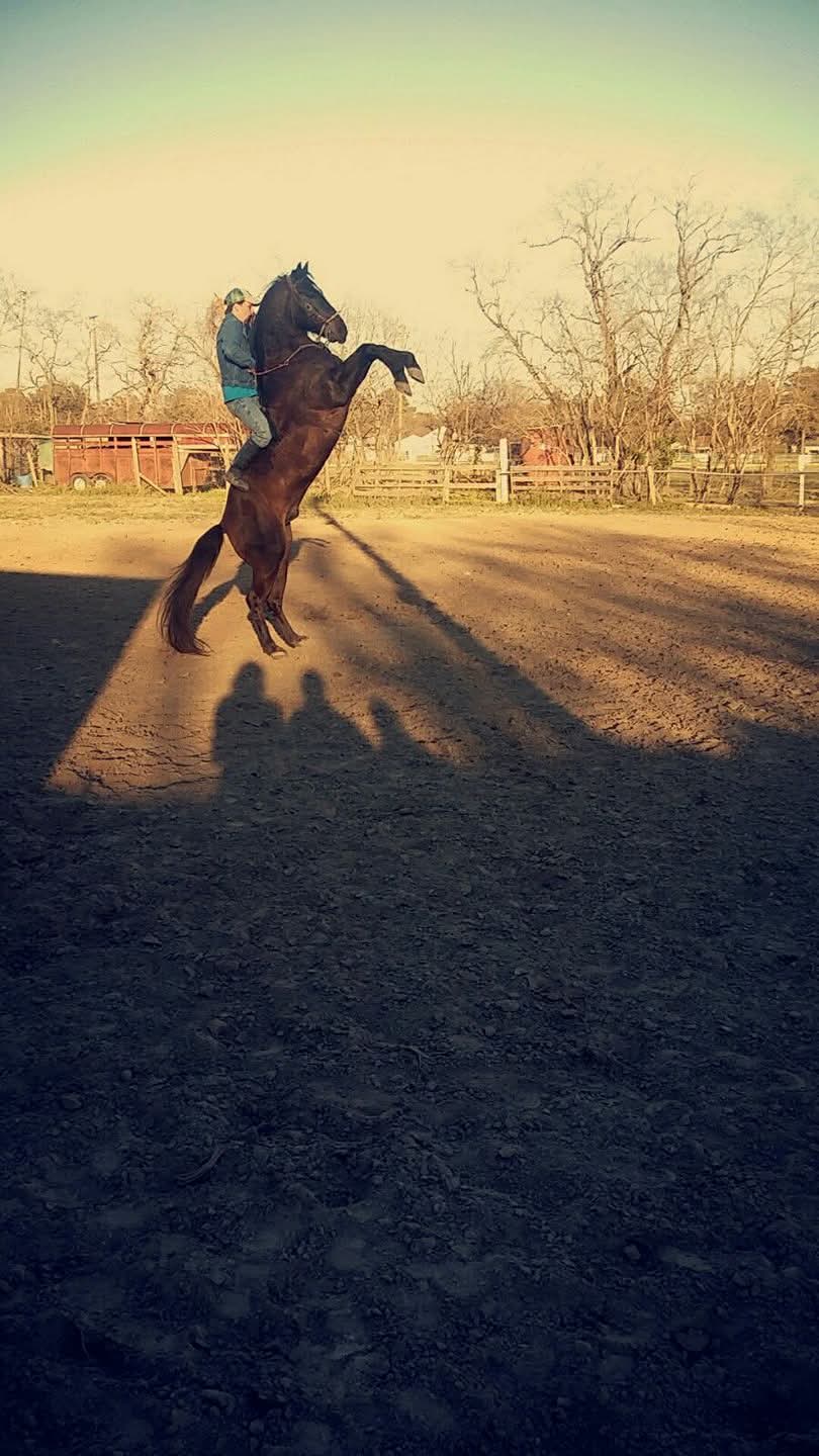 Man training a horse to rear