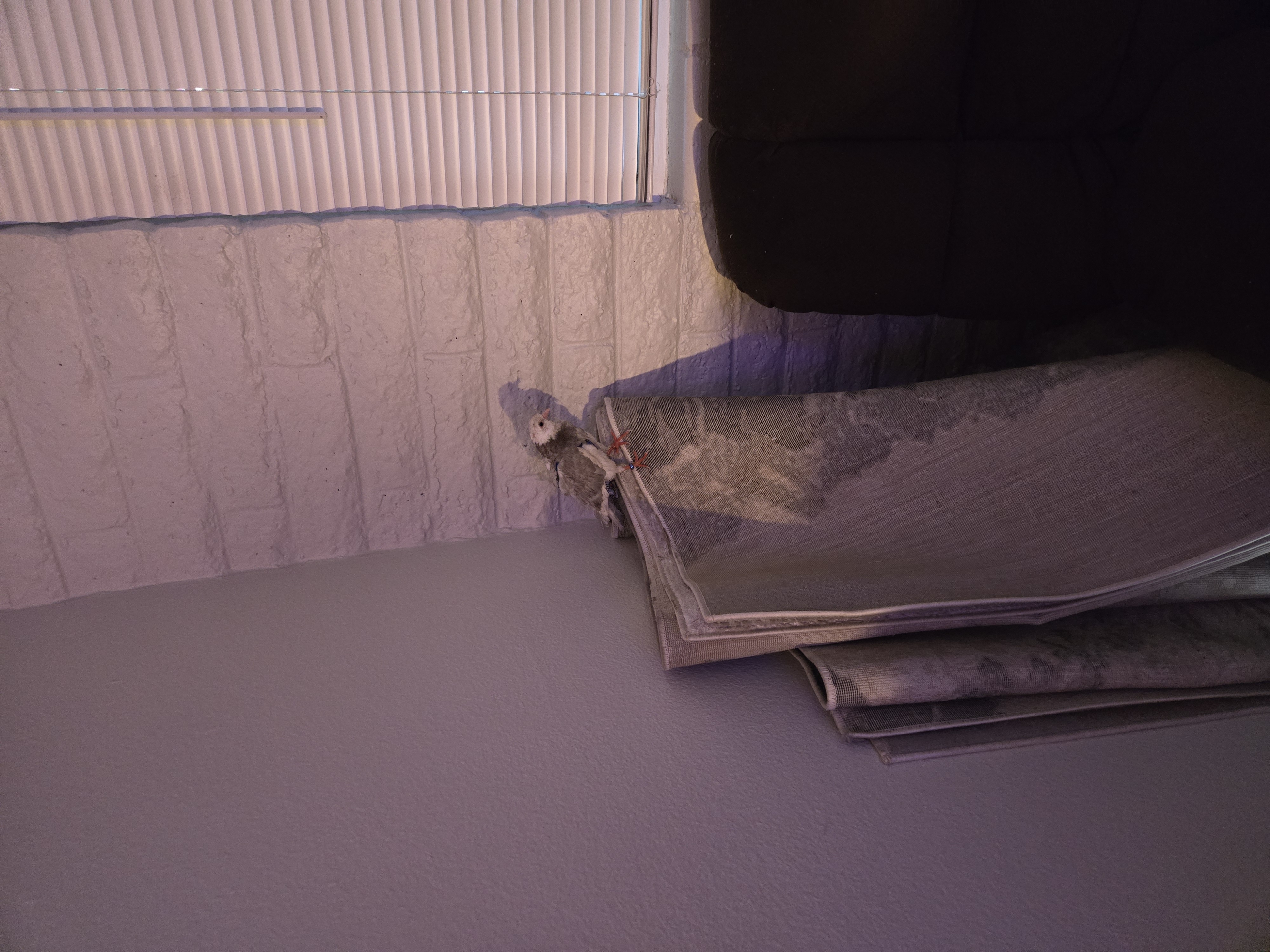 Baby pigeon perched on rolled up mats in the corner of a room