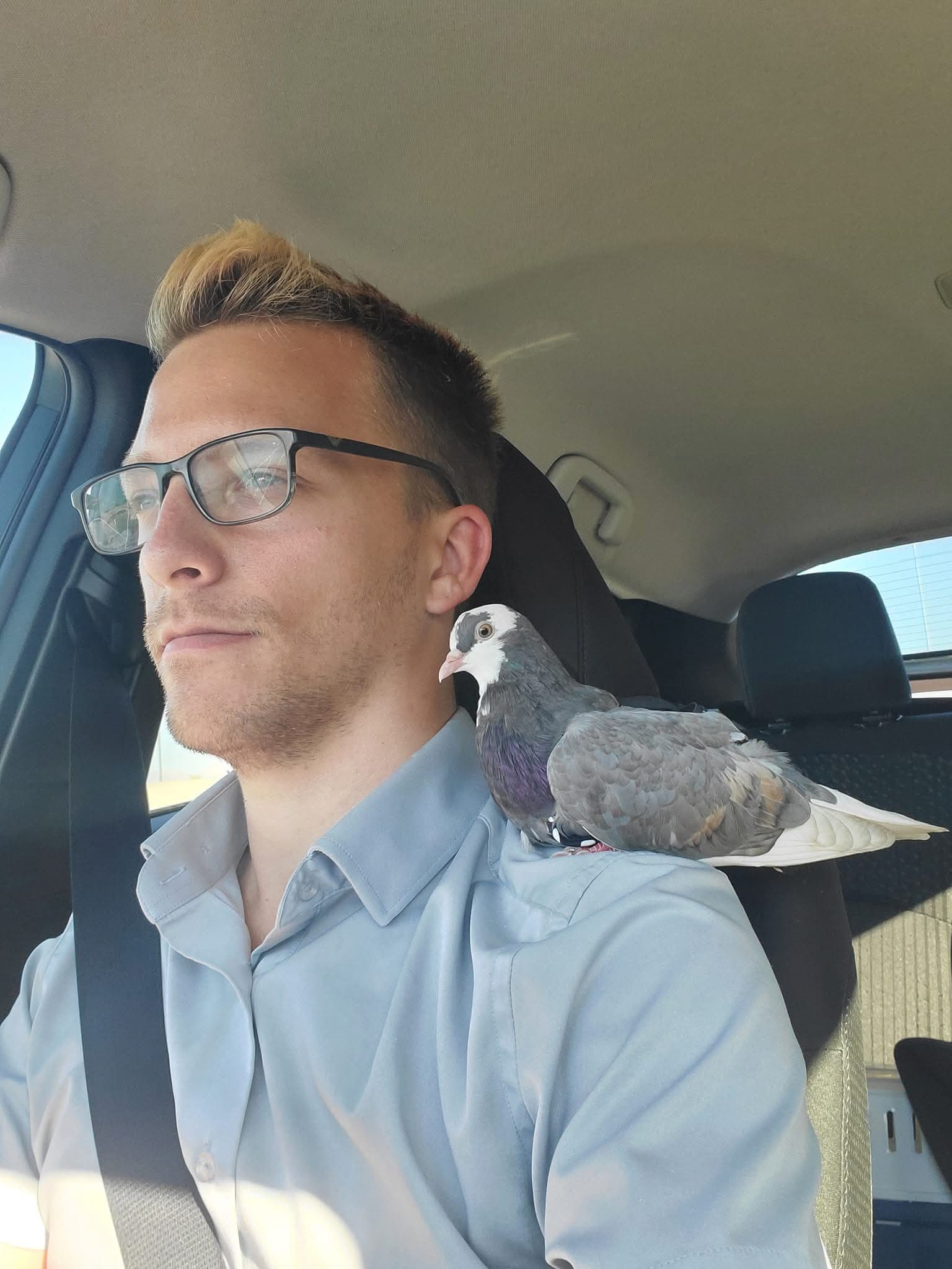 Pigeon perched on a man's shoulder in the car