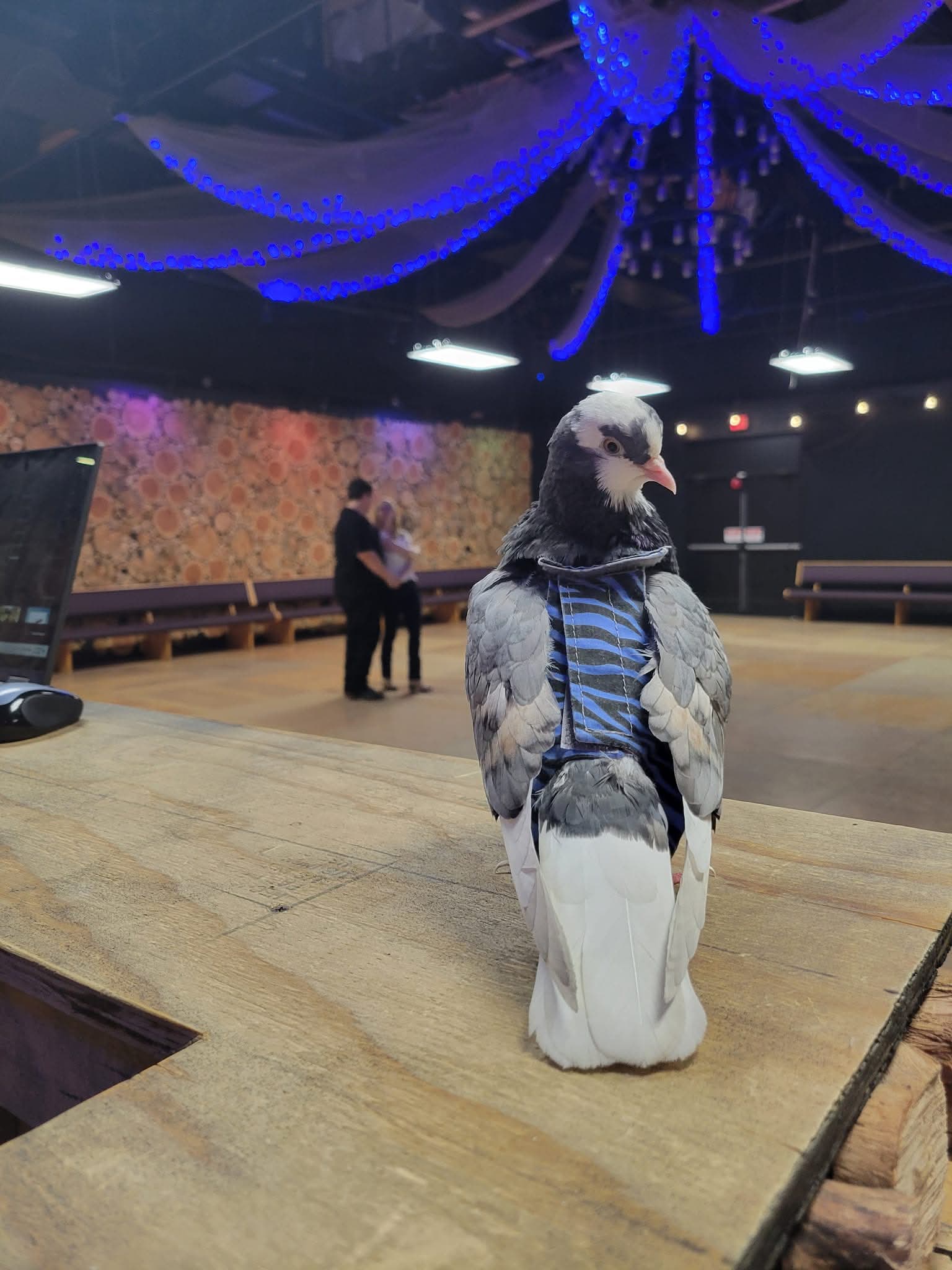 Pigeon wearing a striped diaper standing on a table