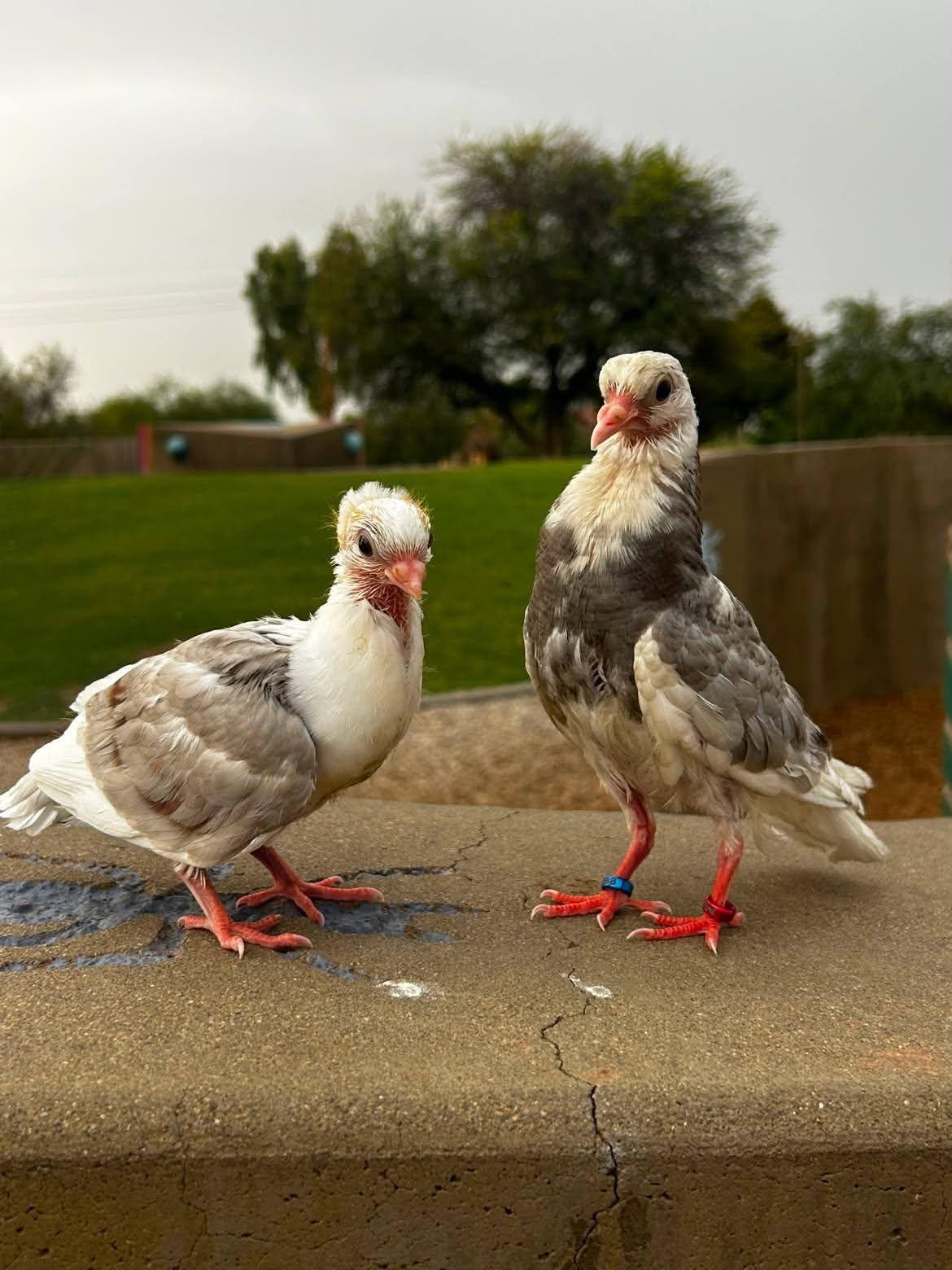 Two hand-raised pigeons standing on a wall
